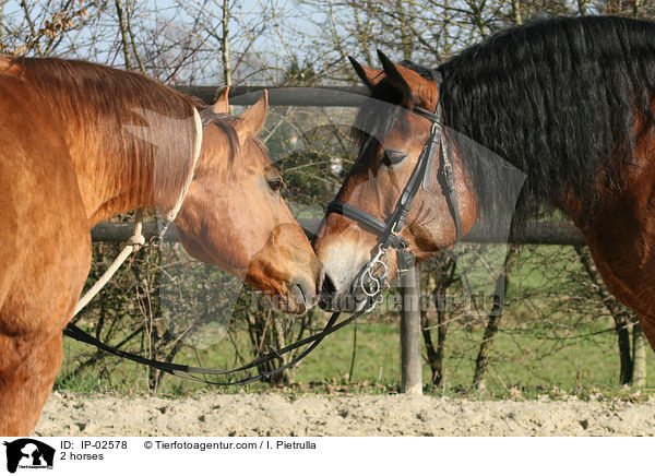 2 horses / IP-02578