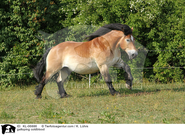 galloping coldblood / KL-06886