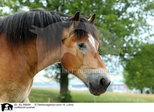 Rheinisch Deutsches Kaltblut Portrait / coldblood portrait / KL-06894