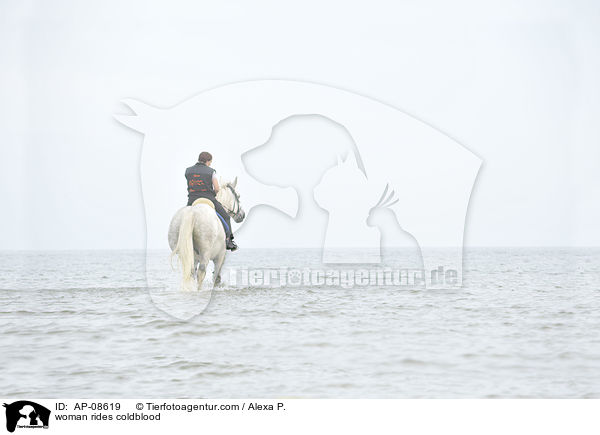 Frau reitet Rheinisch Deutsches Kaltblut / woman rides coldblood / AP-08619