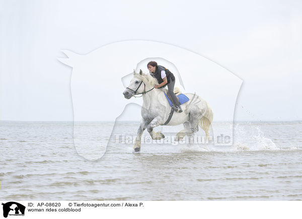 Frau reitet Rheinisch Deutsches Kaltblut / woman rides coldblood / AP-08620