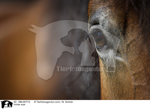 Pferdeauge / horse eye / NN-06772