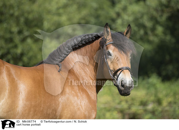 Rheinisch Deutsches Kaltblut Portrait / cart horse portrait / NN-06774