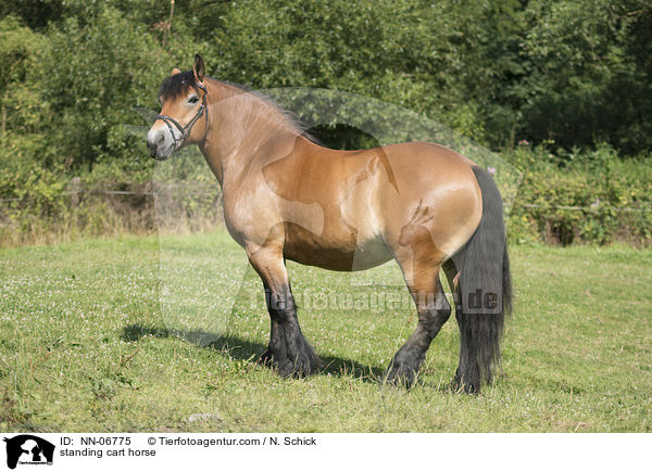 stehendes Rheinisch Deutsches Kaltblut / standing cart horse / NN-06775