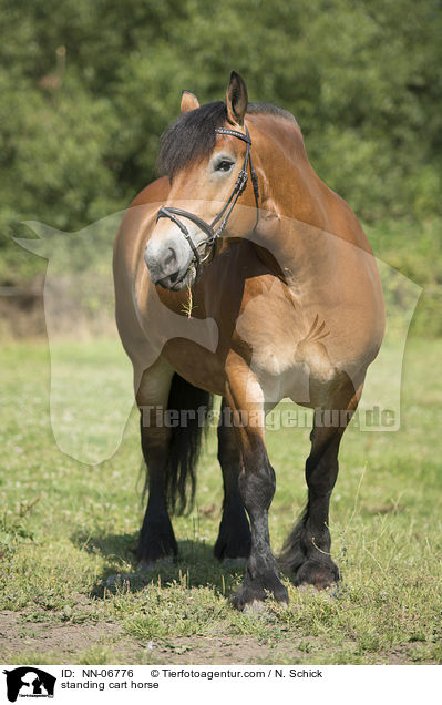 stehendes Rheinisch Deutsches Kaltblut / standing cart horse / NN-06776