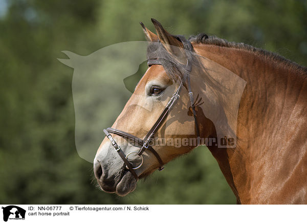Rheinisch Deutsches Kaltblut Portrait / cart horse portrait / NN-06777