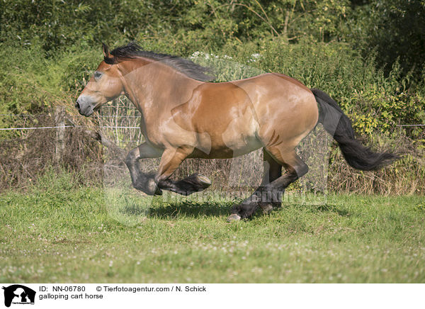 galoppierendes Rheinisch Deutsches Kaltblut / galloping cart horse / NN-06780
