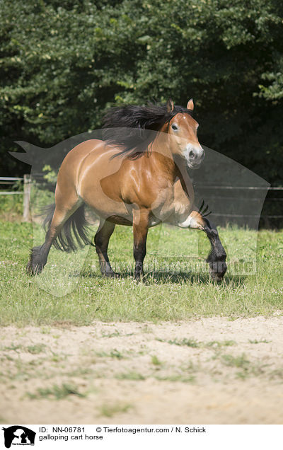 galloping cart horse / NN-06781