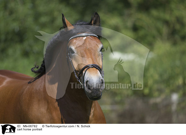 Rheinisch Deutsches Kaltblut Portrait / cart horse portrait / NN-06782