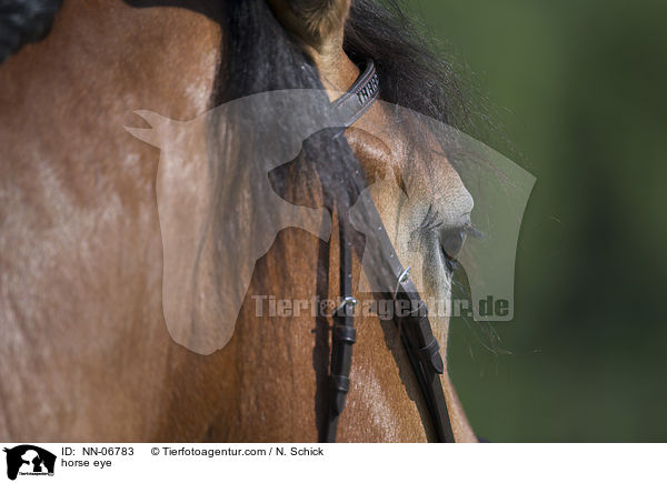 Pferdeauge / horse eye / NN-06783