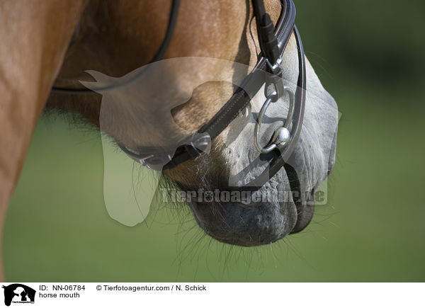 horse mouth / NN-06784