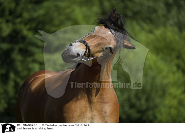 Rheinisch Deutsches Kaltblut schttelt Kopf / cart horse is shaking head / NN-06785