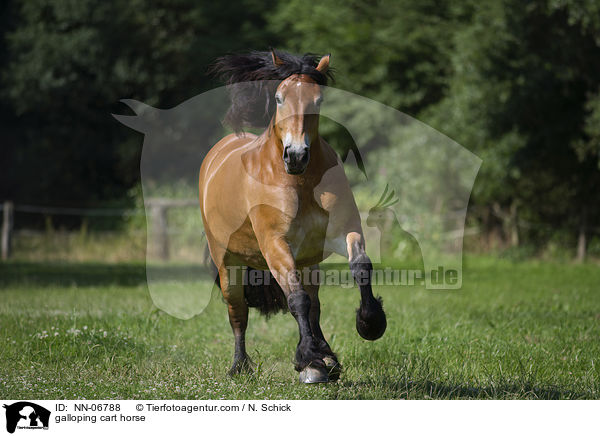 galoppierendes Rheinisch Deutsches Kaltblut / galloping cart horse / NN-06788