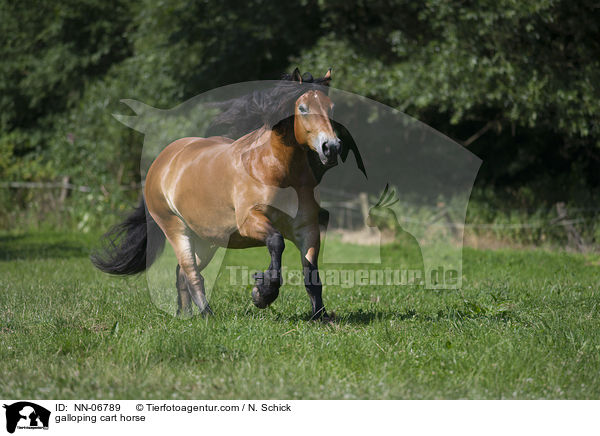 galoppierendes Rheinisch Deutsches Kaltblut / galloping cart horse / NN-06789