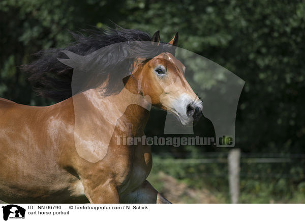 Rheinisch Deutsches Kaltblut Portrait / cart horse portrait / NN-06790