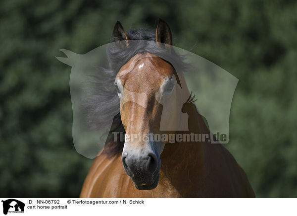 Rheinisch Deutsches Kaltblut Portrait / cart horse portrait / NN-06792