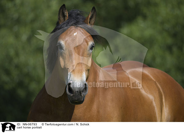 Rheinisch Deutsches Kaltblut Portrait / cart horse portrait / NN-06793