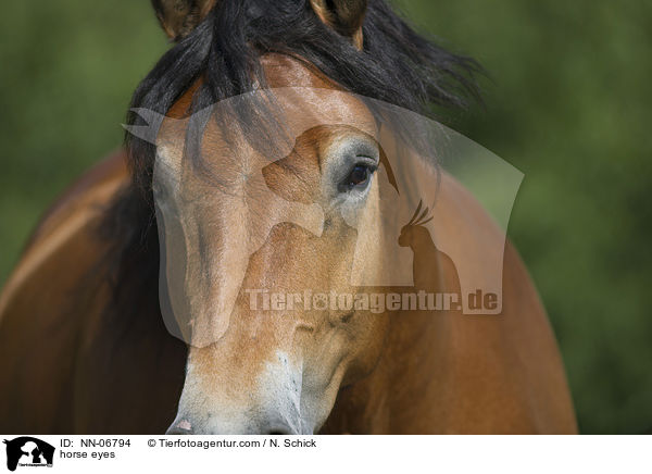 horse eyes / NN-06794
