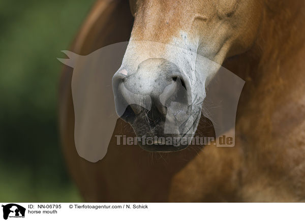 Pferdemaul / horse mouth / NN-06795