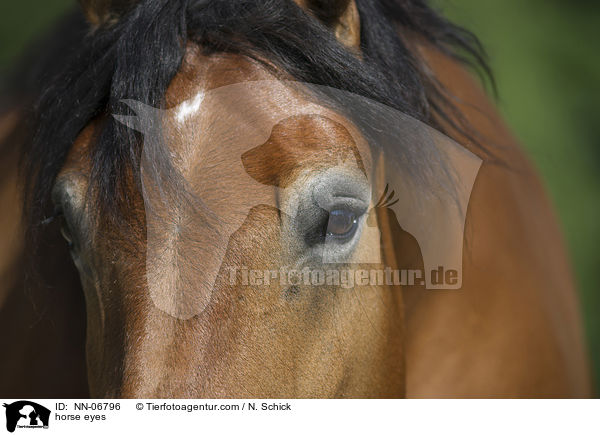 horse eyes / NN-06796