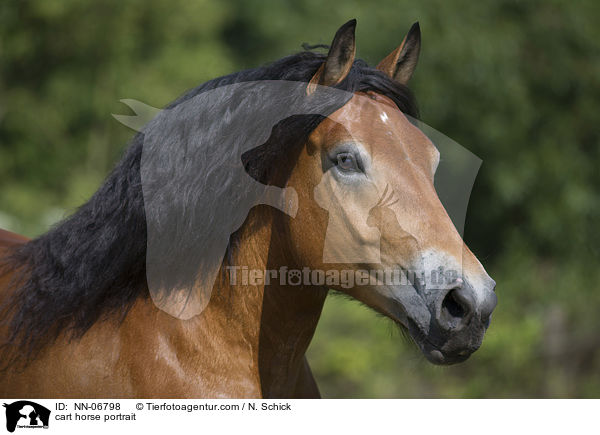 cart horse portrait / NN-06798