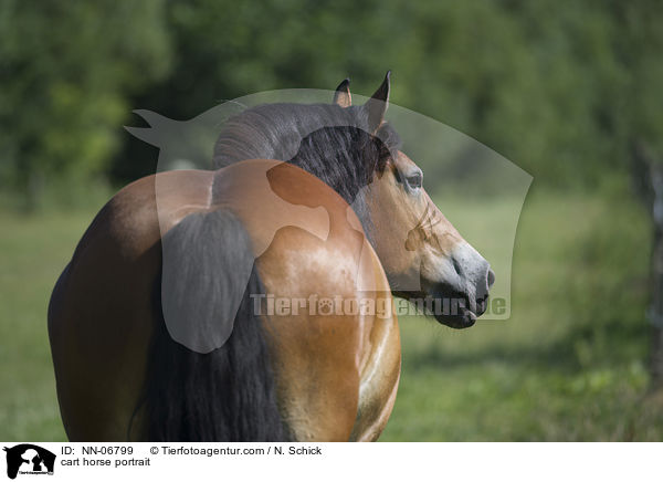 Rheinisch Deutsches Kaltblut Portrait / cart horse portrait / NN-06799