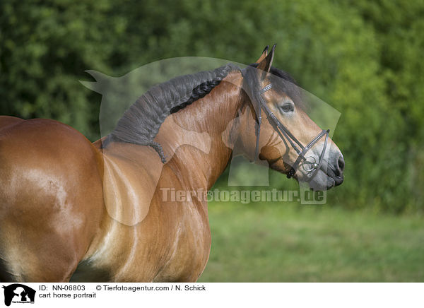 Rheinisch Deutsches Kaltblut Portrait / cart horse portrait / NN-06803