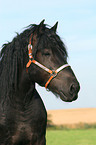 cart horse portrait