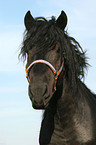 cart horse portrait