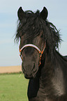 cart horse portrait