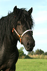 cart horse portrait