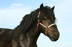 cart horse portrait