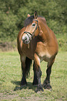 standing cart horse