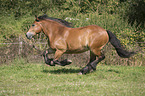 galloping cart horse