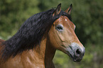 cart horse portrait