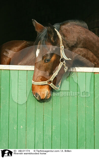 Rhenish warmblooded horse / AB-01174