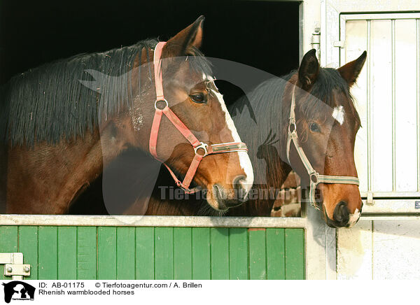 Rheinische Warmblter / Rhenish warmblooded horses / AB-01175