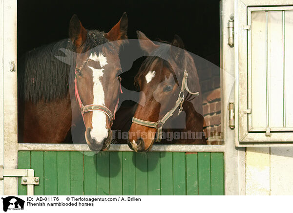 Rheinische Warmblter / Rhenish warmblooded horses / AB-01176