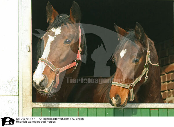 Rheinische Warmblter / Rhenish warmblooded horses / AB-01177