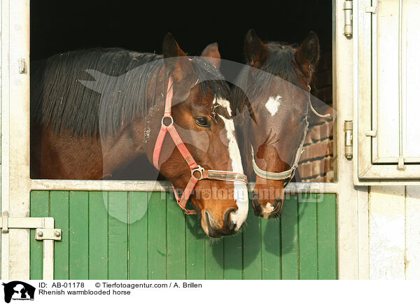 Rhenish warmblooded horse / AB-01178