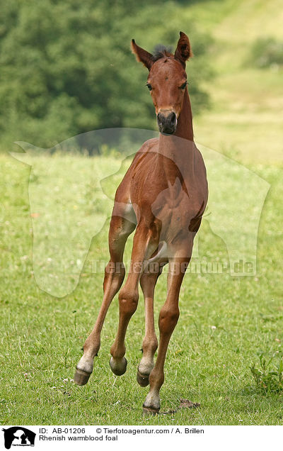 Rhenish warmblood foal / AB-01206