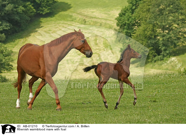 Rhenish warmblood mare with foal / AB-01210