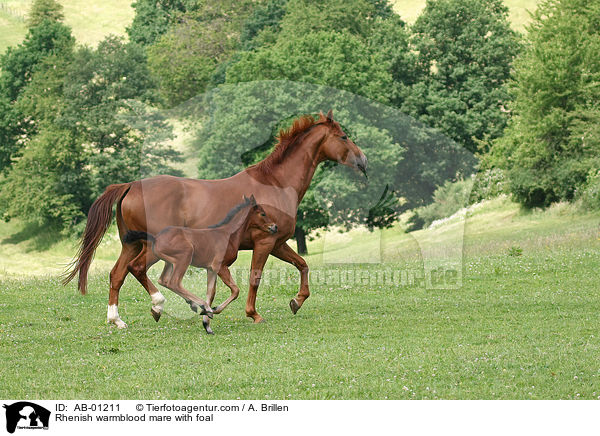 Rheinische Warmblter / Rhenish warmblood mare with foal / AB-01211