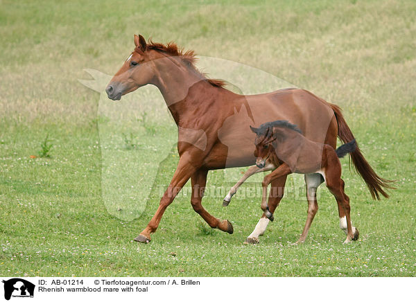 Rheinische Warmblter / Rhenish warmblood mare with foal / AB-01214