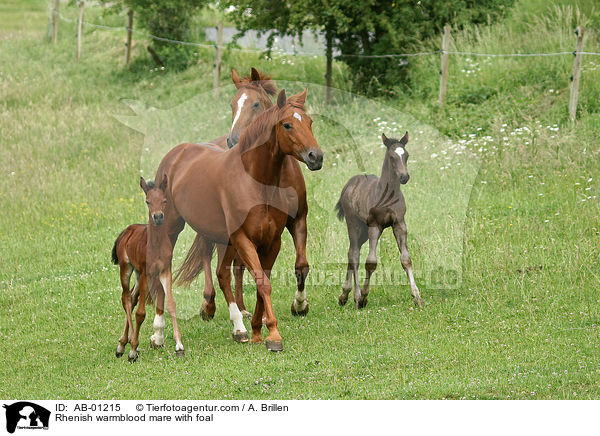 Rheinische Warmblter / Rhenish warmblood mare with foal / AB-01215