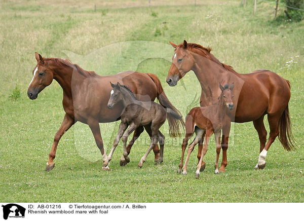Rheinische Warmblter / Rhenish warmblood mare with foal / AB-01216