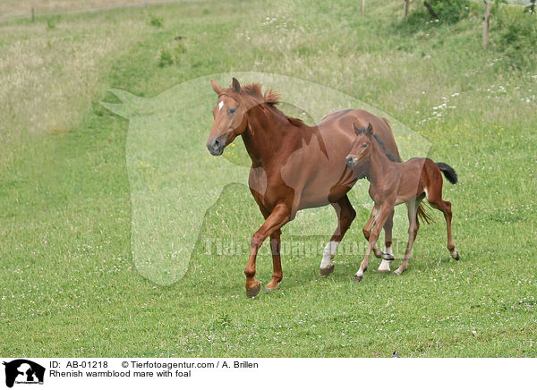 Rheinische Warmblter / Rhenish warmblood mare with foal / AB-01218