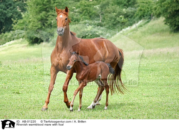 Rhenish warmblood mare with foal / AB-01220