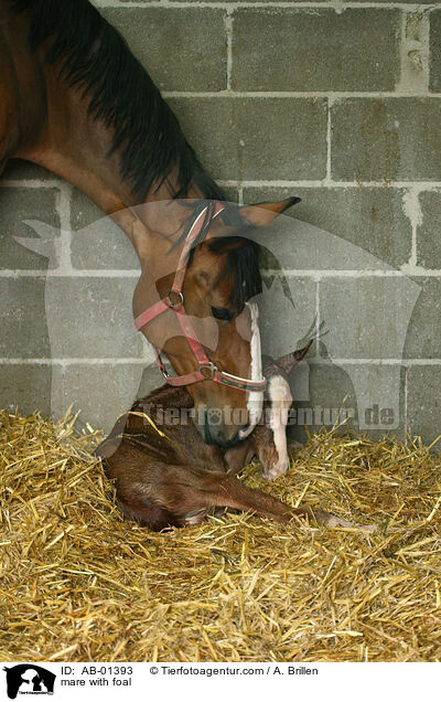 Stute mit Fohlen / mare with foal / AB-01393