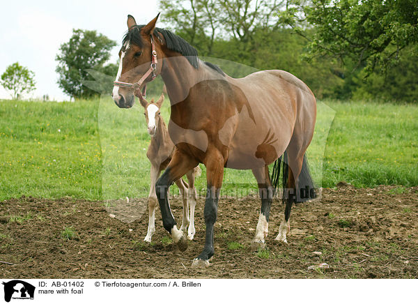 mare with foal / AB-01402